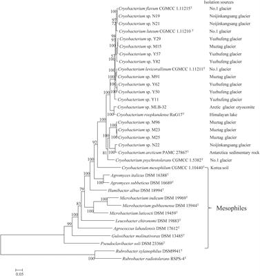 Genomic Insights of Cryobacterium Isolated From Ice Core Reveal Genome Dynamics for Adaptation in Glacier